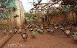 LẠ MÀ HAY: Rào vườn cà phê nuôi bạt ngàn chim trĩ