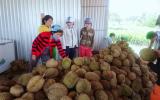 Lại ùn ùn kéo về Vĩnh Long ăn sầu riêng 19.000 đồng/kg