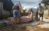 Lâm Đồng: Thêm ổ dịch tả lợn châu Phi mới, số lợn chết tăng nhanh