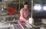 Làm giàu ở nông thôn: Người đàn bà dựng cơ đồ với ngàn con thỏ