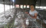 Làm giàu ở nông thôn: Nuôi 600 con thỏ, U70 bỏ túi đều 10 triệu đồng/tháng