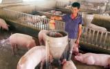 Làm giàu ở nông thôn: Nuôi lợn cho ăn hoa quả, nhân sâm