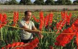 Làm giàu ở nông thôn: Trồng 1ha hoa lay ơn, cúc, lãi 600 triệu/năm