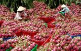 Làm rõ phản ánh Ấn Độ tạm ngừng nhập khẩu một số nông sản Việt Nam