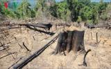 Lãnh đạo Quảng Nam nói gì việc phát hiện phá rừng thì rừng đã mất?