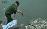 Lào Cai: Cá chết hàng loạt do nhiễm độc nước thải nhà máy phân bón