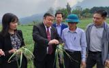 Lào Cai cần quy hoạch vùng sản xuất nông sản quý, hiếm