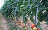 Lão nông thu tiền tỷ mỗi năm từ bán cây giống dưa chuột, cà chua