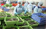 Lệnh cấm nhập khẩu tôm của Australia gây thiệt hại cho Việt Nam