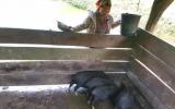 Lợn thịt loay hoay tiêu thụ - Lợn đen vẫn được giá