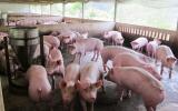 Mô hình chăn nuôi lợn giúp thanh niên trẻ thành triệu phú