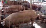 Mô hình nuôi lợn 'sạch' cứu vãn tình trạng rớt giá