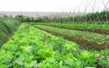 Mô hình trồng rau hữu cơ cho năng suất 400 tấn mỗi năm tại Sóc Sơn, Hà Nội