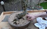 Một số lưu ý khi bón phân cho bonsai