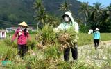 Mùa thu hoạch 'vàng trắng' của nông dân đảo Lý Sơn