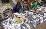 Mỹ tăng mạnh thuế chống bán phá giá đối với cá tra Việt Nam