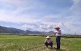 Nắng nóng như rang, hàng nghìn ha lúa ở xứ Nghệ có nguy cơ xóa sổ