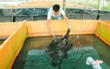 Nể thật: Bỏ việc ở Singapore về miệt vườn Tây Đô làm bồn nuôi lươn