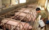 Ngành chăn nuôi Hà Nội: Giải pháp tránh 'được mùa rớt giá'
