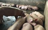 Ngày nắng nóng khủng khiếp: Đàn lợn lăn ra chết cả loạt