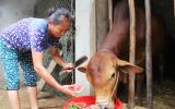 Nghệ An: Người dân xót xa khi dưa hấu đành phải cho trâu, bò ăn