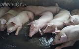 Nghề nuôi lợn 