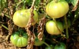 Nghề trồng cà chua 