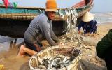Ngư dân Quảng Trị trúng đậm cá trích, thu hàng trăm triệu đồng