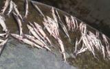 Người nuôi cá hồi, cá tầm Sa Pa bất lực nhìn cá chết trắng