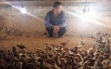 Người nuôi gà điêu đứng vì H7N9: Gà Yên Thế thất thủ