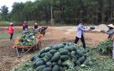 Người trồng dưa hấu đang quá phụ thuộc vào thị trường Trung Quốc