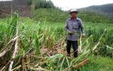 Người trồng mía Khánh Hòa trắng tay sau bão