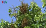 Nhà vườn ĐBSCL lao đao vì bệnh chổi rồng trên nhãn tái phát