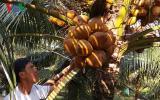 Nhà vườn ĐBSCL thu hàng trăm triệu đồng nhờ dừa Xiêm sốt giá