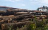 Nhiều kiểm lâm, bảo vệ rừng bảo kê trùm gỗ lậu Phượng 