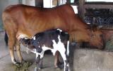 Những điều cần biết về tinh trùng để phân biệt giới tính trên bò sữa
