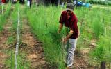 Ninh Thuận: Người trồng măng tây xanh lãi cao