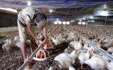Nỗi lo của các trang trại gà trước dịch cúm gia cầm ở Trung Quốc