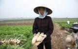 Nông dân Hà Nội ngậm ngùi vứt bỏ hàng trăm tấn củ cải trắng