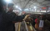 Nông dân làm giàu: 9X học nước ngoài 6 năm về quê...nuôi gà