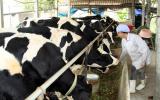 Nông dân làm giàu từ nuôi bò sữa