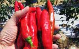 Nông dân Ninh Thuận lãi cao nhờ trồng ớt Hàn Quốc