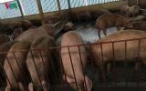 Ở thủ phủ nuôi lợn miền Bắc: Giá lợn hơi rẻ ngang khoai lang