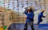 Phát triển lúa gạo bền vững: Chú trọng đổi mới 3 