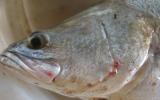 Phòng trị một số bệnh thường gặp trên cá chẽm nuôi thâm canh