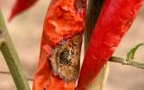 Phòng trừ sâu bệnh gây hại ớt trong mùa mưa