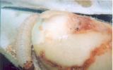 Phòng trừ sâu đục trái đậu nành Etiella zinkenella Treitschke