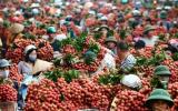 Phụ thuộc thị trường, 80% rau quả Việt được xuất sang Trung Quốc