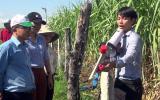 Phú Yên: Nông dân trồng mía bằng hệ thống tự động