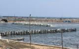 Phú Yên: Thu hồi 50 ha của dự án nuôi tôm công nghiệp vì không hiệu quả